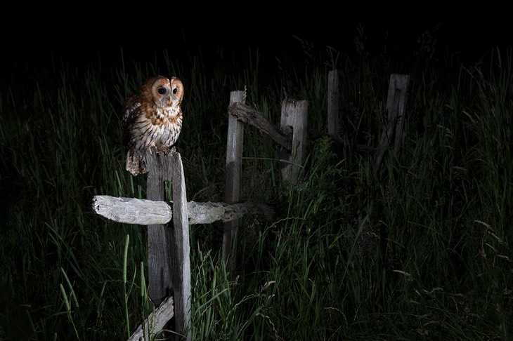 tawny owl