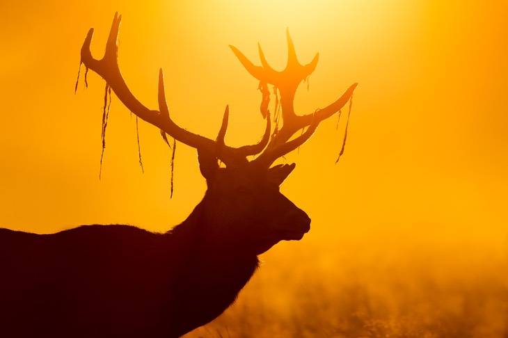 red deer