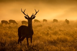 red deer