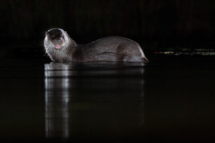 common otter