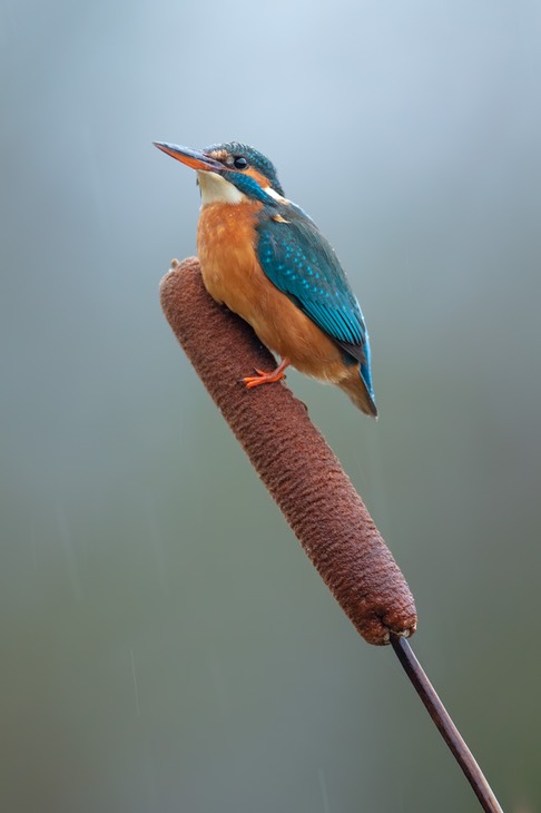 kingfisher