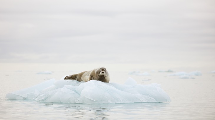 bearded seal