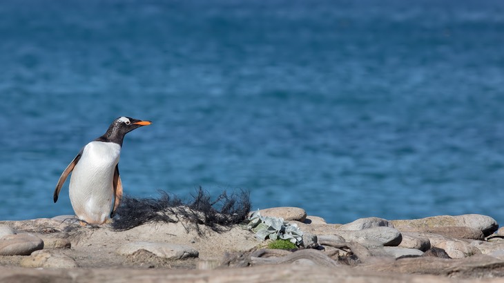 gentoo penguin