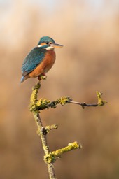 kingfisher