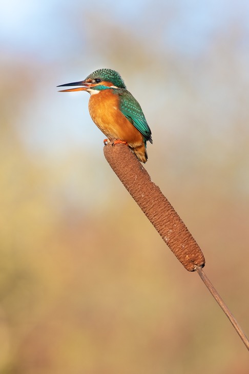 kingfisher