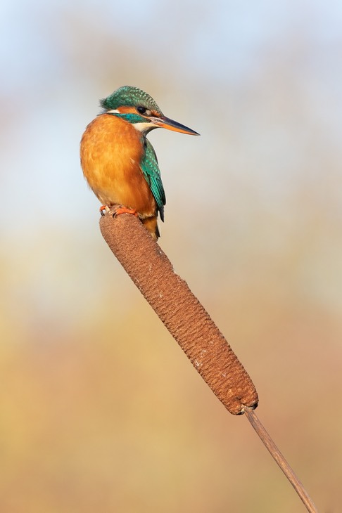 kingfisher