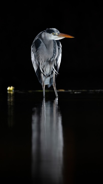 grey heron