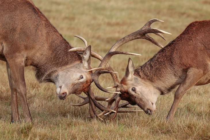 red deer