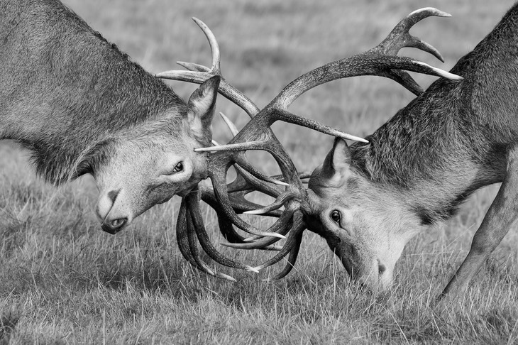 red deer