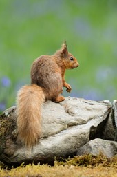 red squirrel