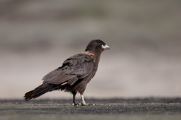 striated caracara