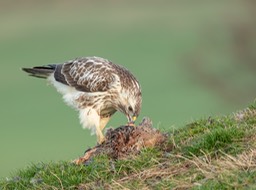 common buzzard