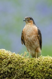 sparrowhawk