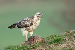 common buzzard