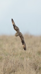 short eared owl