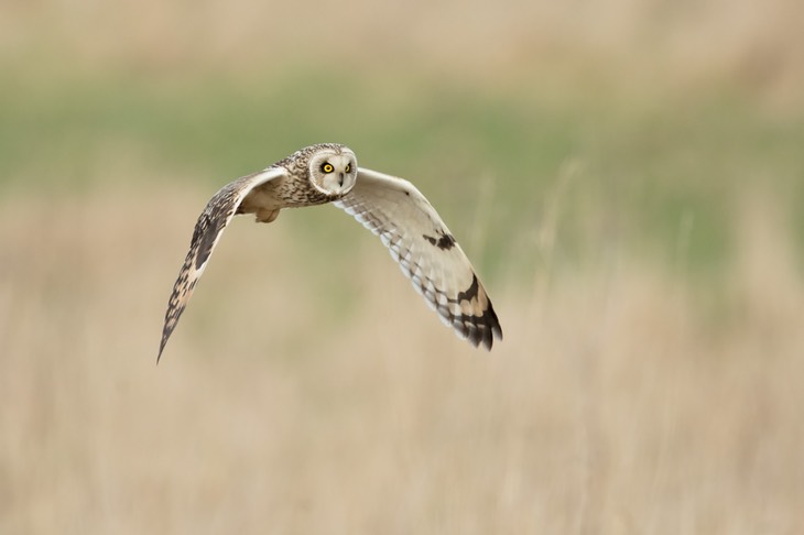 short eared owl