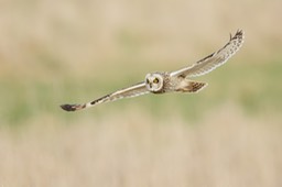 short eared owl