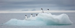 brunnich's guillemots