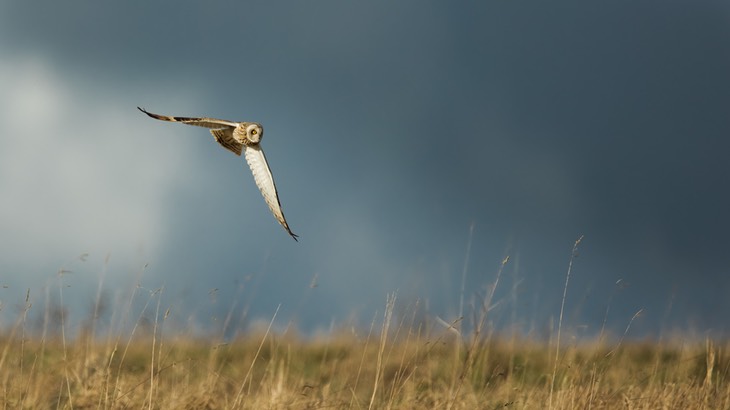 short eared owl