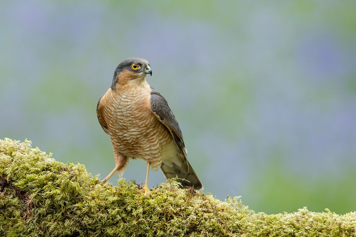 sparrowhawk