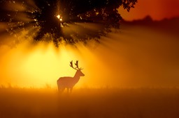 fallow deer