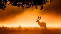 fallow deer