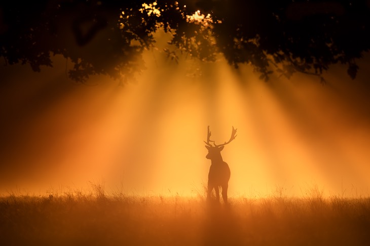 fallow deer