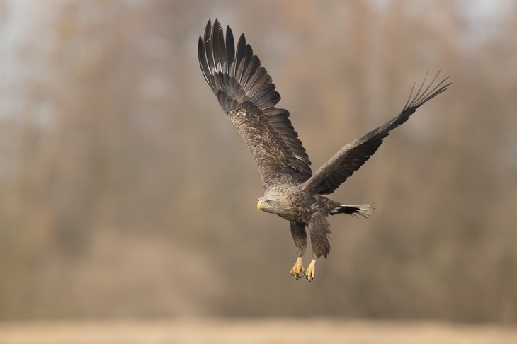 white tailed eagle