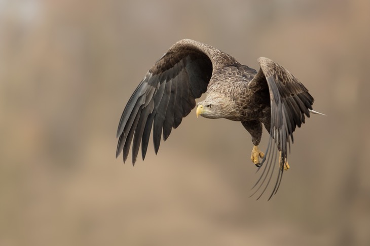 white tailed eagle