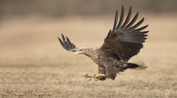 white tailed eagle
