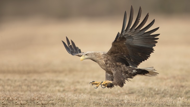 white tailed eagle