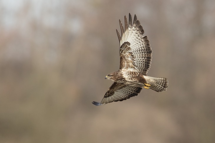 common buzzard