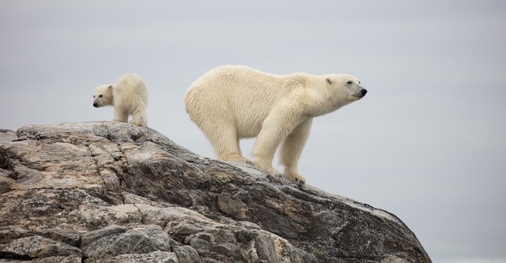 polar bear