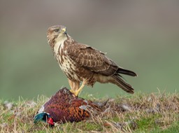 common buzzard