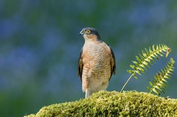 sparrowhawk