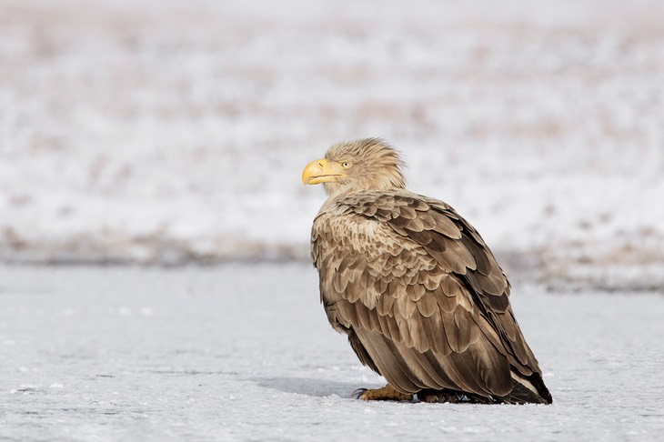 white tailed eagle