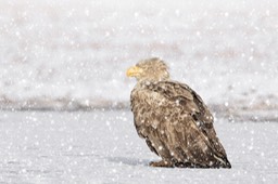 white tailed eagle