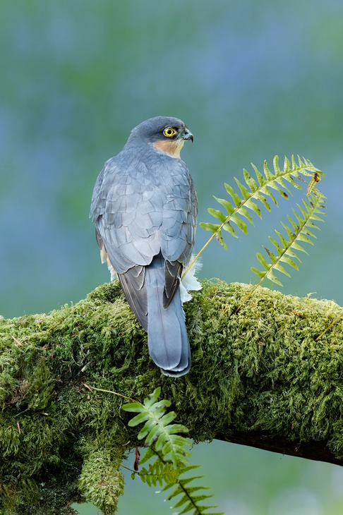 sparrowhawk