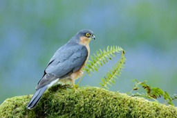 sparrowhawk