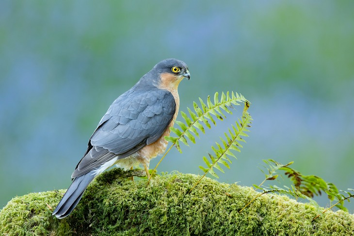 sparrowhawk