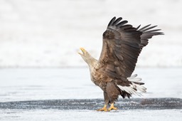 white tailed eagle