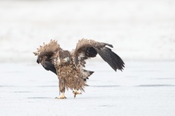 white tailed eagle