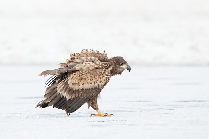 white tailed eagle