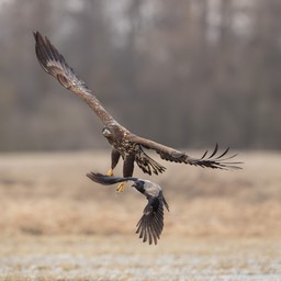 white tailed eagle