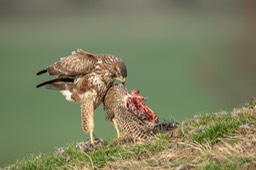 common buzzard