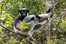 indri