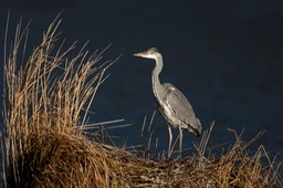 grey heron