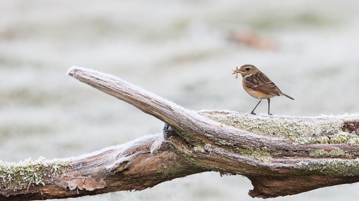 stonechat