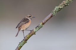 stonechat