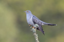 cuckoo